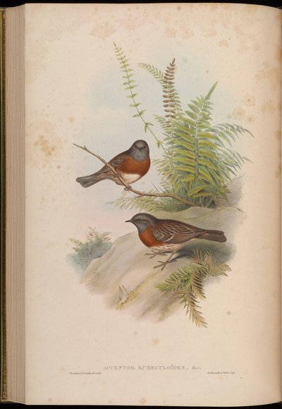 Accentor rubeculoides = Prunella rubeculoides von John Gould